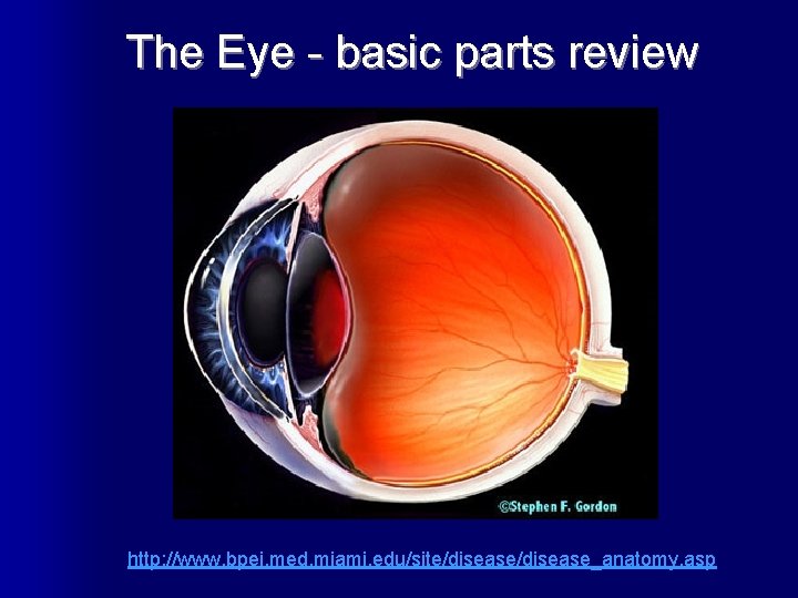 The Eye - basic parts review http: //www. bpei. med. miami. edu/site/disease_anatomy. asp 