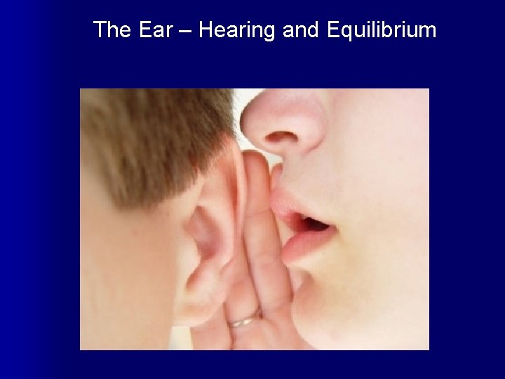 The Ear – Hearing and Equilibrium 