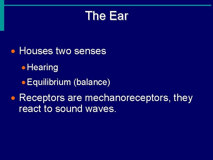 The Ear · Houses two senses · Hearing · Equilibrium (balance) · Receptors are