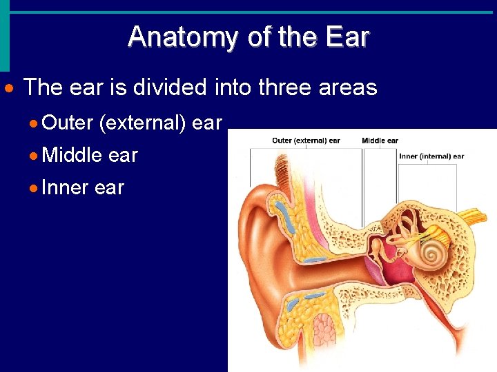 Anatomy of the Ear · The ear is divided into three areas · Outer