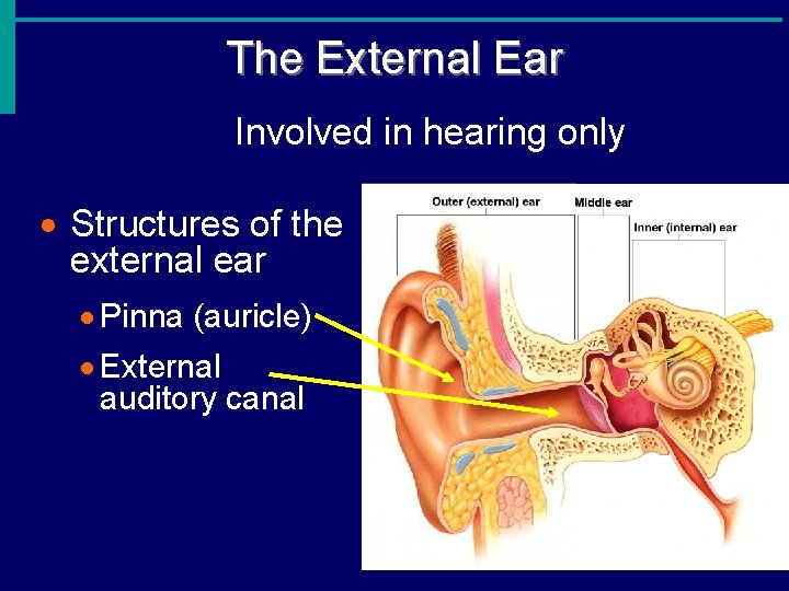 The External Ear Involved in hearing only · Structures of the external ear ·