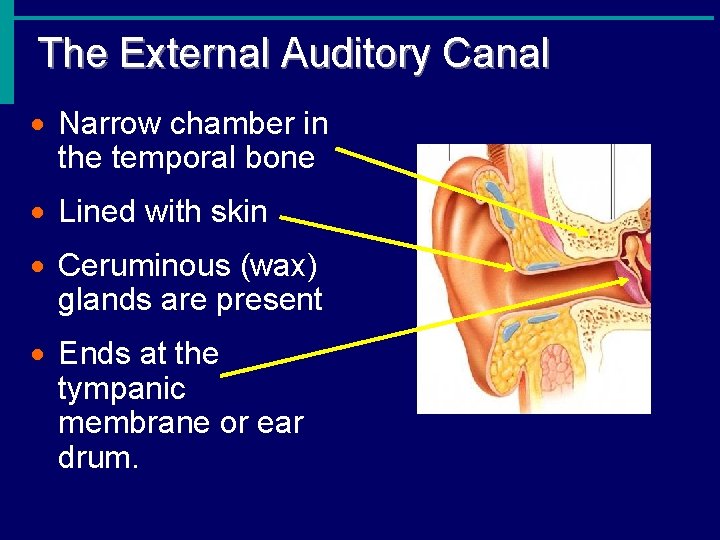 The External Auditory Canal · Narrow chamber in the temporal bone · Lined with