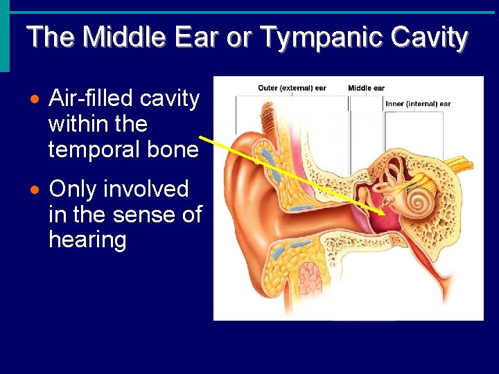 The Middle Ear or Tympanic Cavity · Air-filled cavity within the temporal bone ·