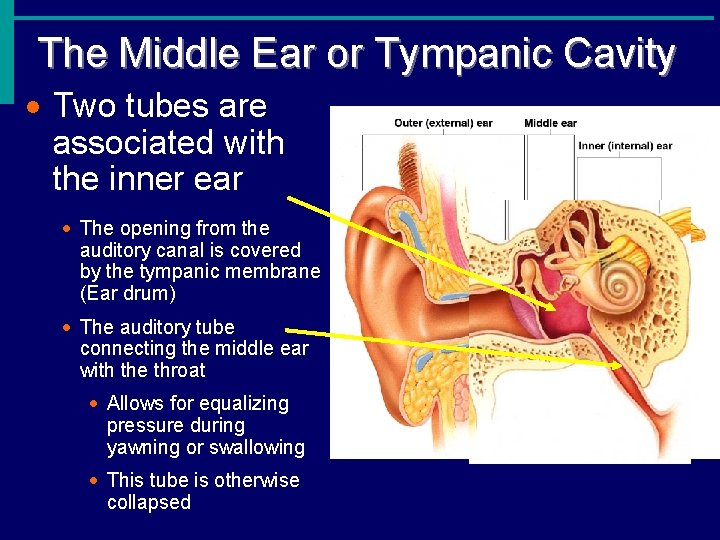 The Middle Ear or Tympanic Cavity · Two tubes are associated with the inner