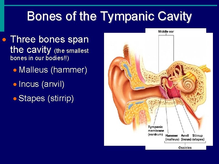 Bones of the Tympanic Cavity · Three bones span the cavity (the smallest bones