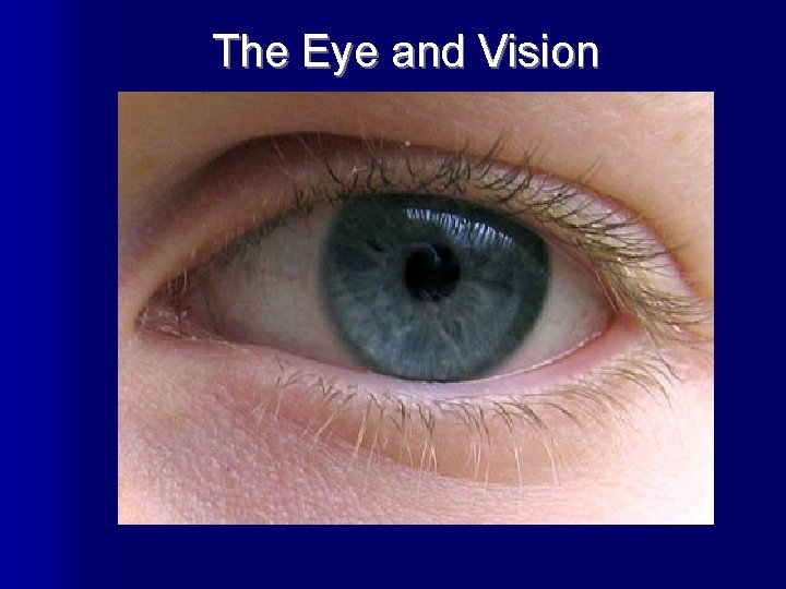The Eye and Vision 