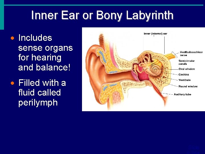 Inner Ear or Bony Labyrinth · Includes sense organs for hearing and balance! ·