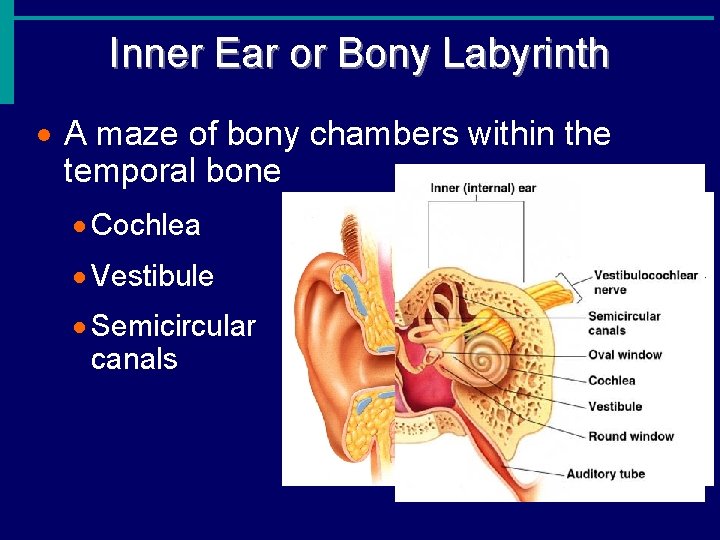 Inner Ear or Bony Labyrinth · A maze of bony chambers within the temporal