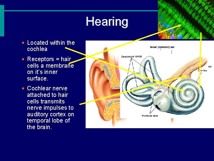 Hearing · Located within the cochlea · Receptors = hair cells a membrane on