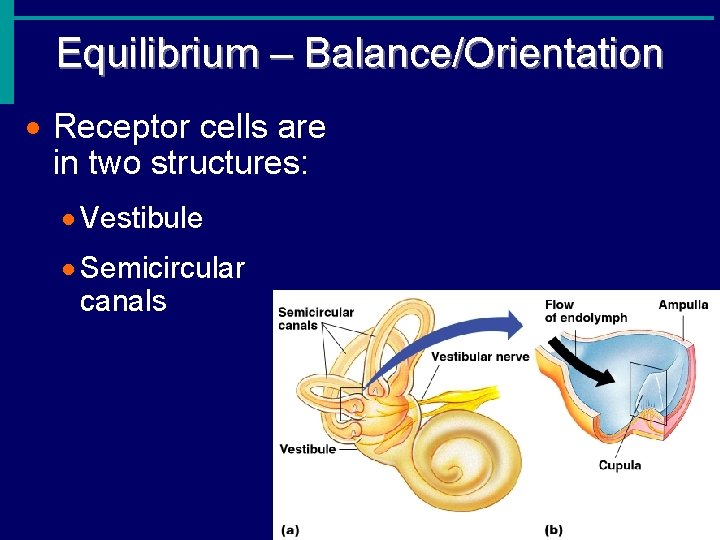 Equilibrium – Balance/Orientation · Receptor cells are in two structures: · Vestibule · Semicircular
