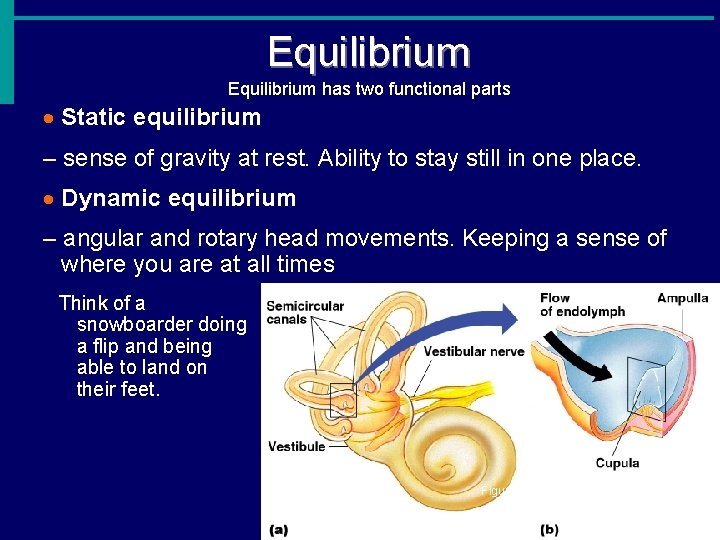 Equilibrium has two functional parts · Static equilibrium – sense of gravity at rest.