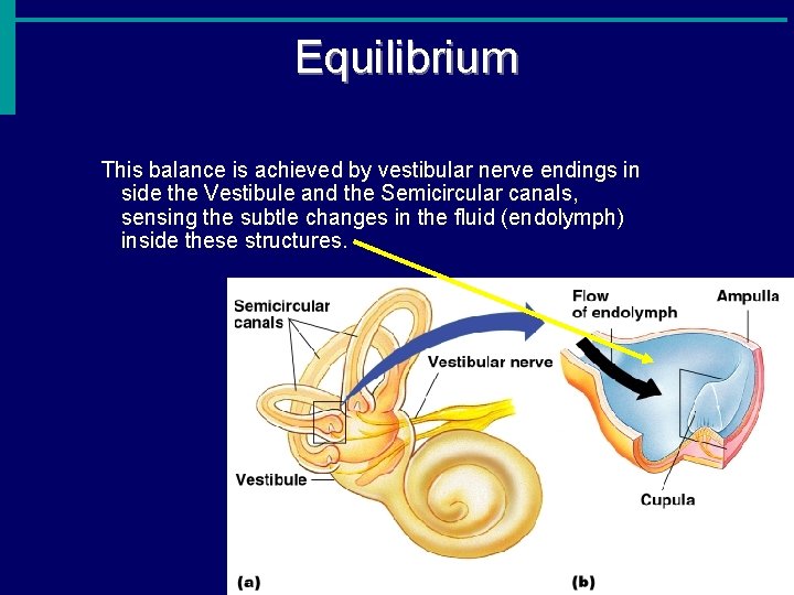 Equilibrium This balance is achieved by vestibular nerve endings in side the Vestibule and