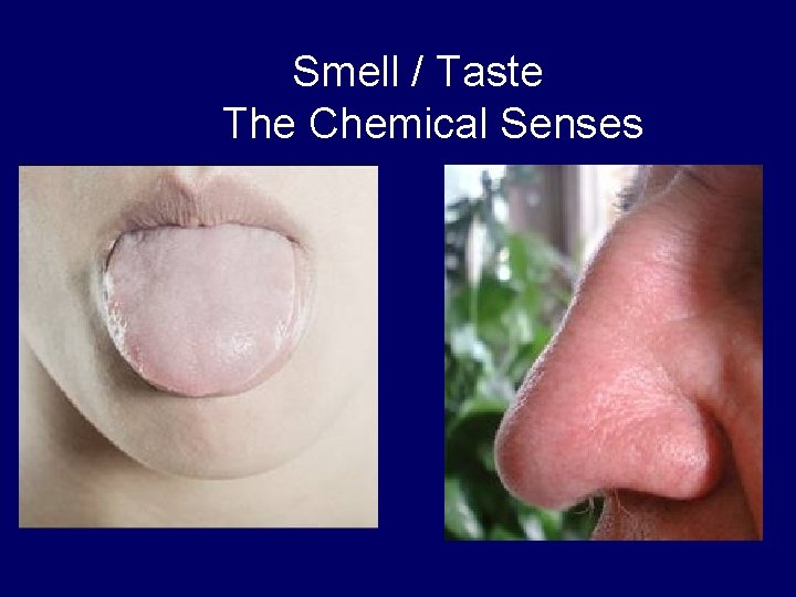 Smell / Taste The Chemical Senses 