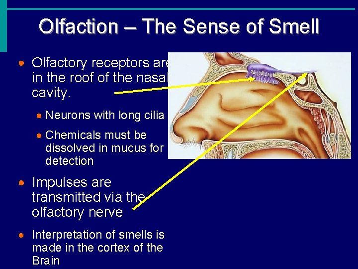 Olfaction – The Sense of Smell · Olfactory receptors are in the roof of