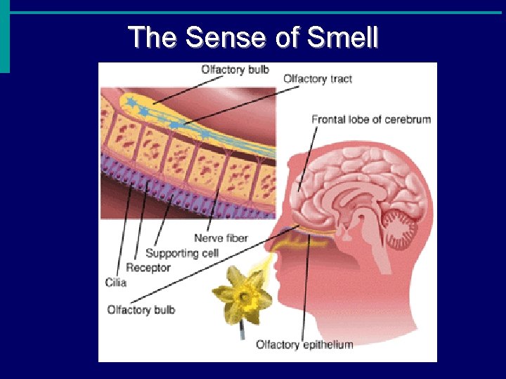 The Sense of Smell 