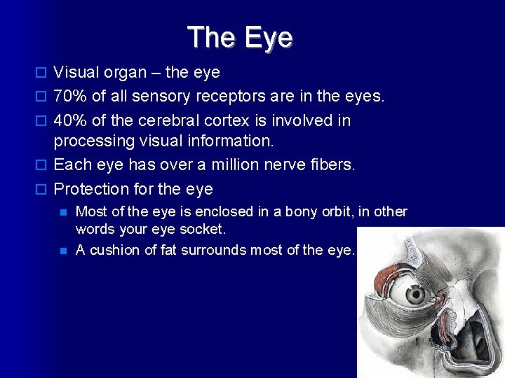 The Eye o Visual organ – the eye o 70% of all sensory receptors