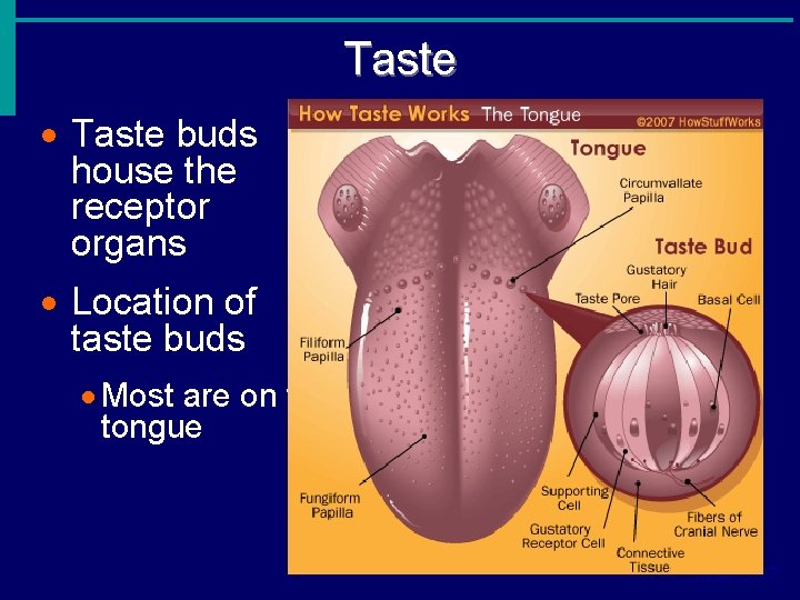 Taste · Taste buds house the receptor organs · Location of taste buds ·