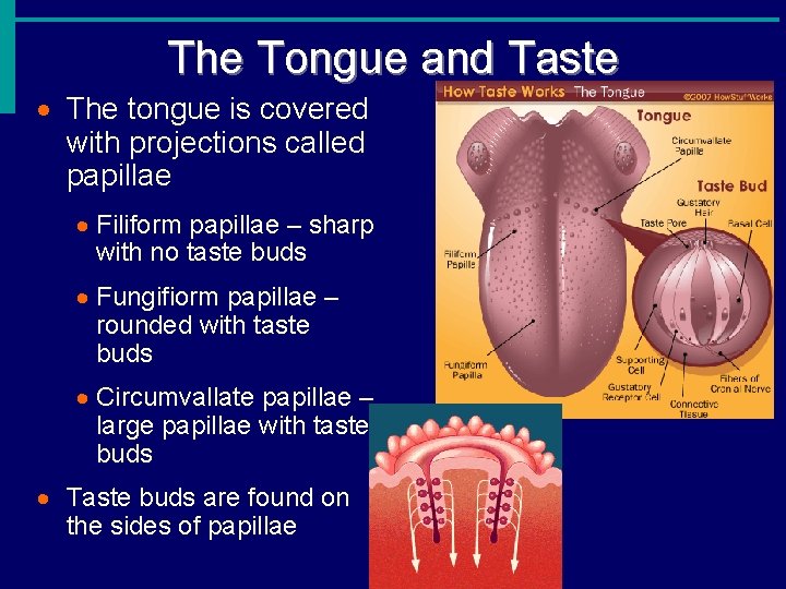 The Tongue and Taste · The tongue is covered with projections called papillae ·
