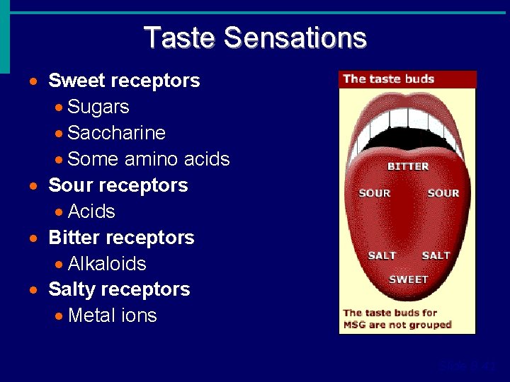 Taste Sensations · Sweet receptors · Sugars · Saccharine · Some amino acids ·