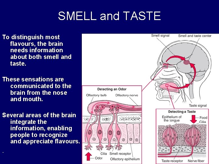 SMELL and TASTE To distinguish most flavours, the brain needs information about both smell