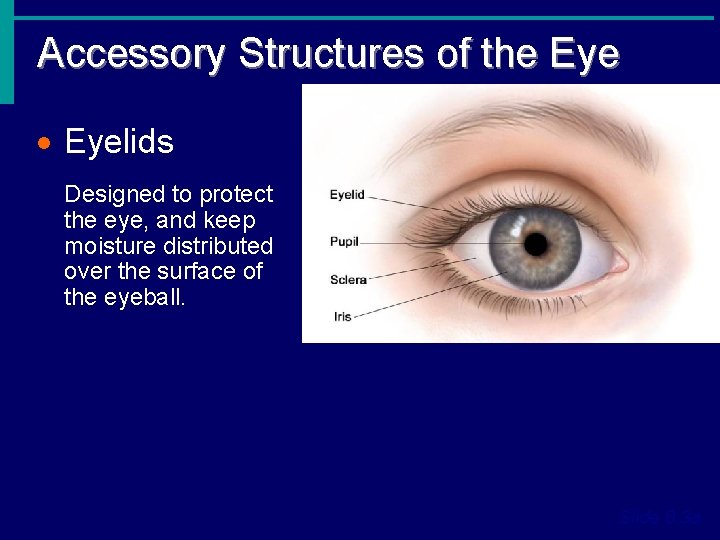 Accessory Structures of the Eye · Eyelids Designed to protect the eye, and keep