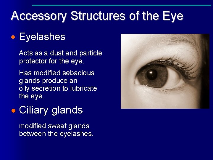 Accessory Structures of the Eye · Eyelashes Acts as a dust and particle protector