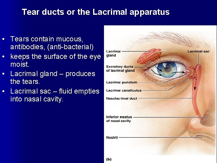 Tear ducts or the Lacrimal apparatus • Tears contain mucous, antibodies, (anti-bacterial) • keeps