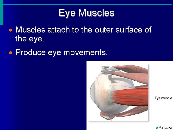 Eye Muscles · Muscles attach to the outer surface of the eye. · Produce