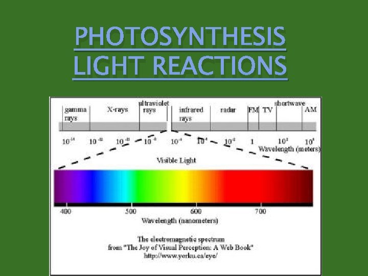 PHOTOSYNTHESIS LIGHT REACTIONS 