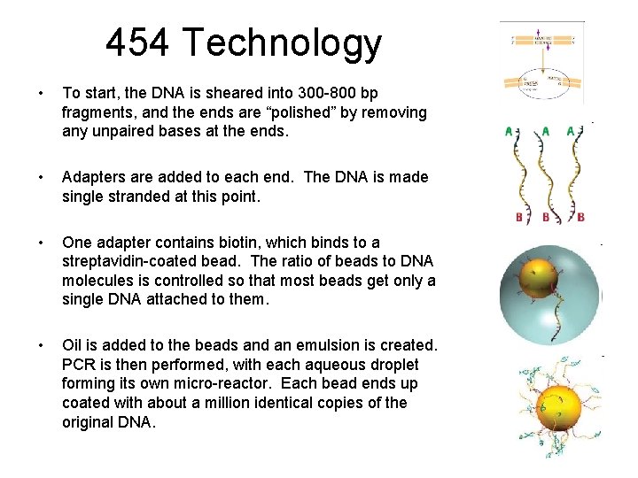 454 Technology • To start, the DNA is sheared into 300 -800 bp fragments,