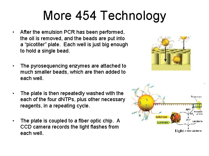 More 454 Technology • After the emulsion PCR has been performed, the oil is