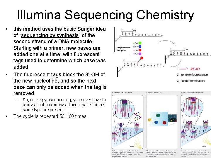 Illumina Sequencing Chemistry • • this method uses the basic Sanger idea of “sequencing