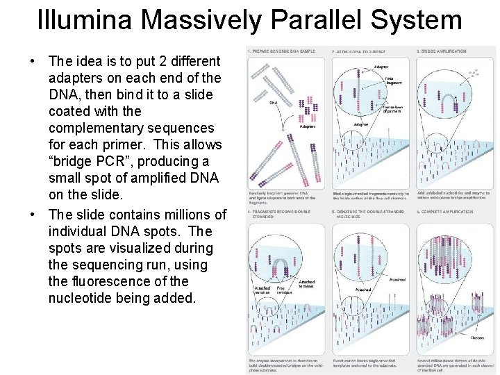 Illumina Massively Parallel System • The idea is to put 2 different adapters on