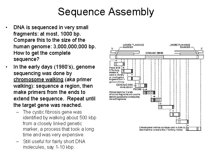 Sequence Assembly • • DNA is sequenced in very small fragments: at most, 1000