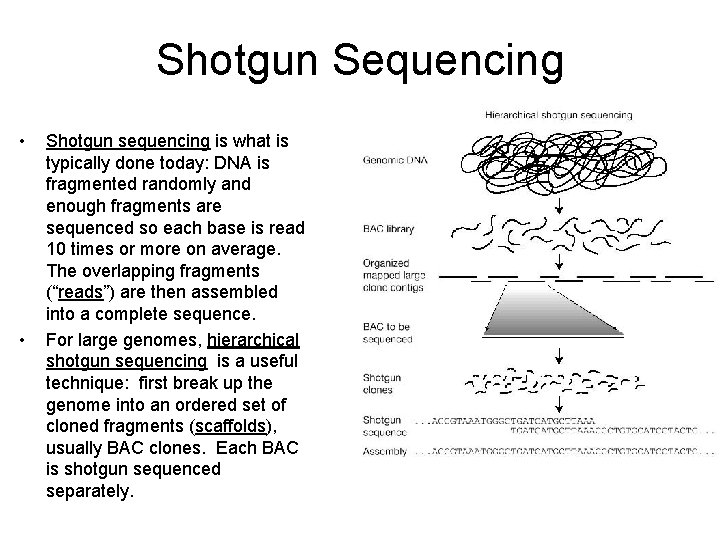 Shotgun Sequencing • • Shotgun sequencing is what is typically done today: DNA is