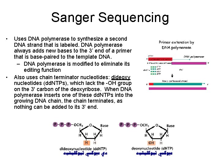 Sanger Sequencing • • Uses DNA polymerase to synthesize a second DNA strand that