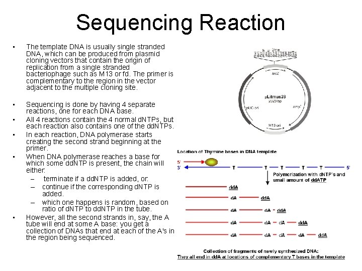 Sequencing Reaction • The template DNA is usually single stranded DNA, which can be