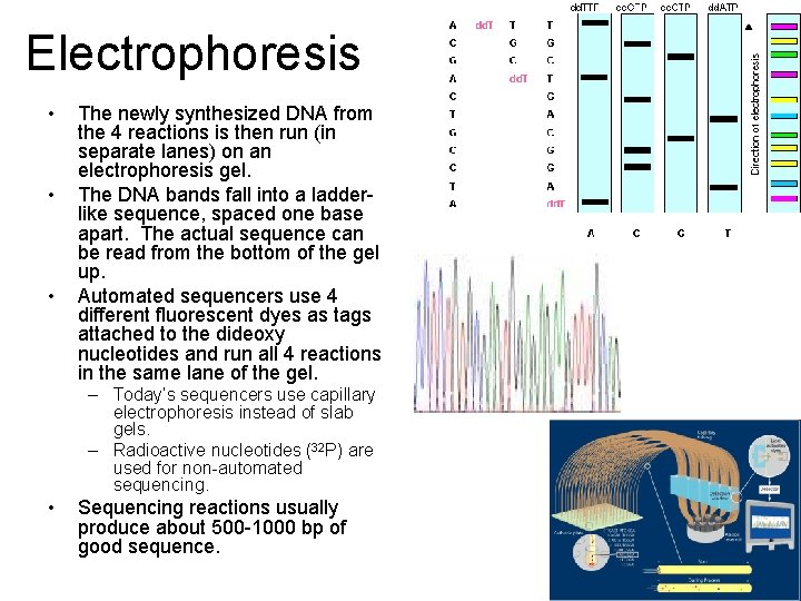 Electrophoresis • • • The newly synthesized DNA from the 4 reactions is then