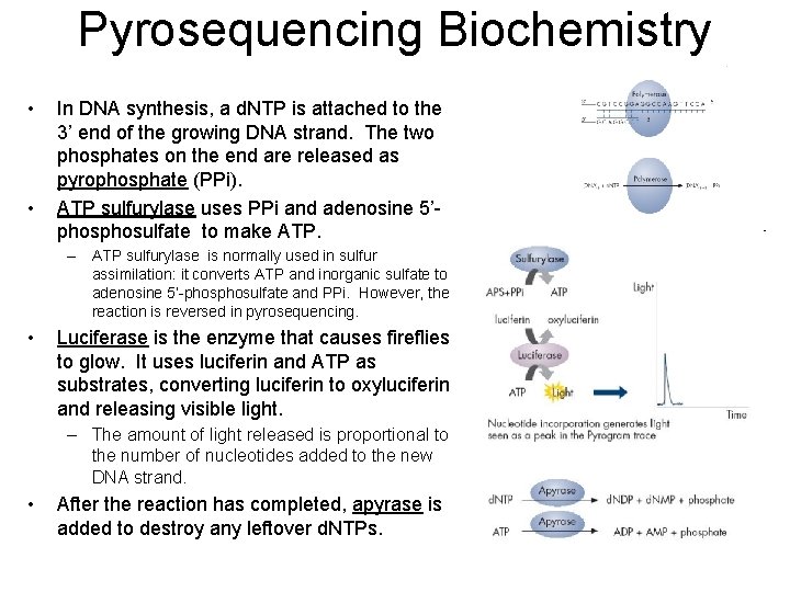 Pyrosequencing Biochemistry • • In DNA synthesis, a d. NTP is attached to the