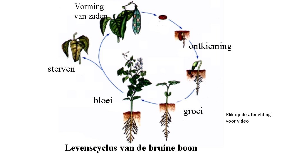 Vorming van zaden ontkieming sterven bloei groei Levenscyclus van de bruine boon Klik op