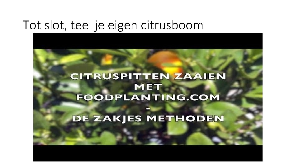 Tot slot, teel je eigen citrusboom 