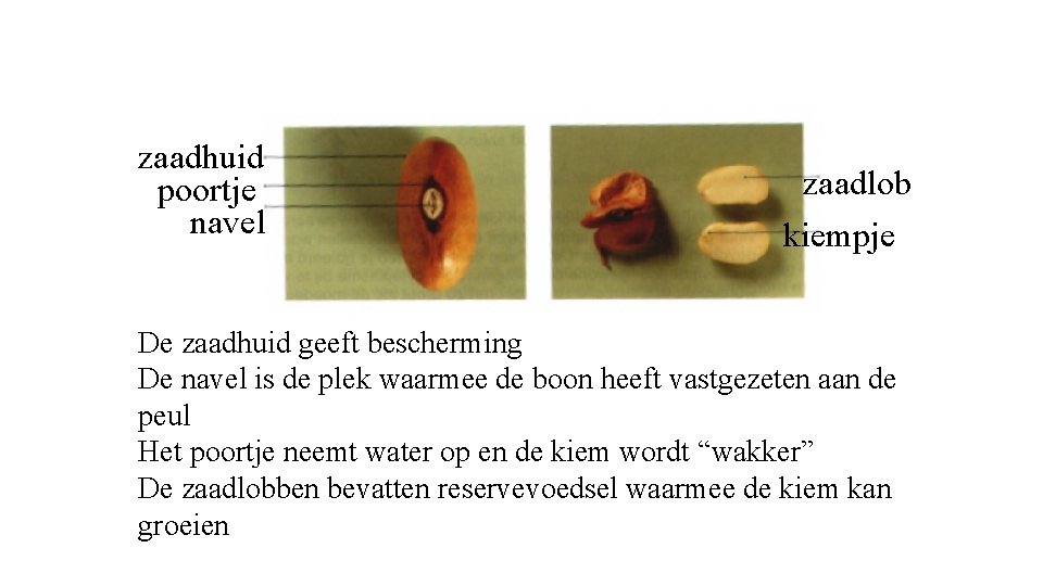 zaadhuid poortje navel zaadlob kiempje De zaadhuid geeft bescherming De navel is de plek