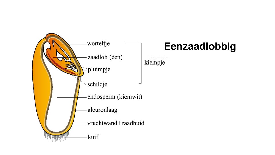 Eenzaadlobbig 