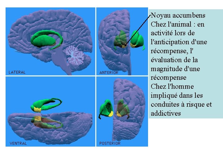 Noyau accumbens Chez l'animal : en activité lors de l'anticipation d'une récompense, l' évaluation