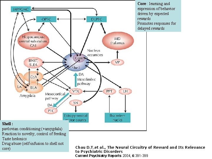 Core : learning and expression of behavior driven by expected rewards Promotes responses for