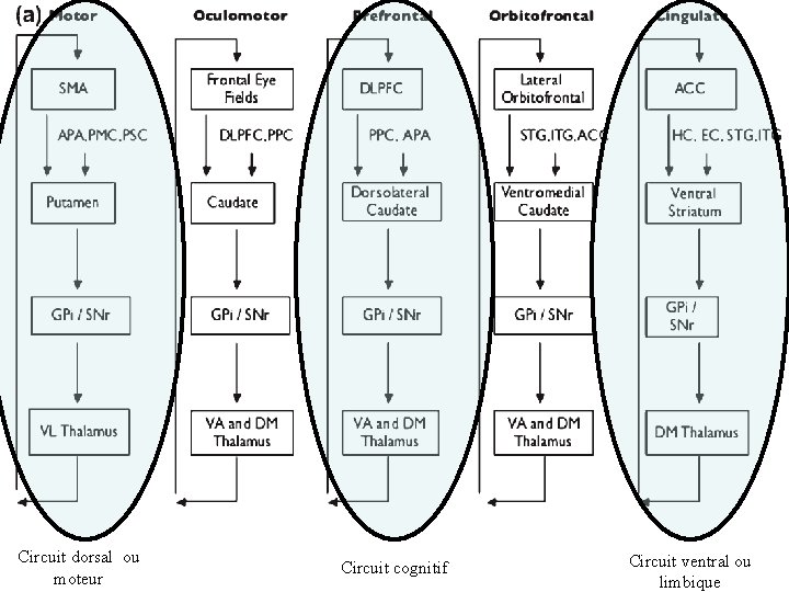 Circuit dorsal ou moteur Circuit cognitif Circuit ventral ou limbique 