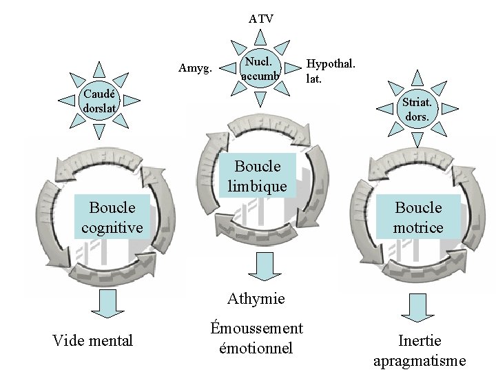 ATV Amyg. Nucl. accumb Caudé dorslat Hypothal. lat. Striat. dors. Boucle limbique Boucle cognitive