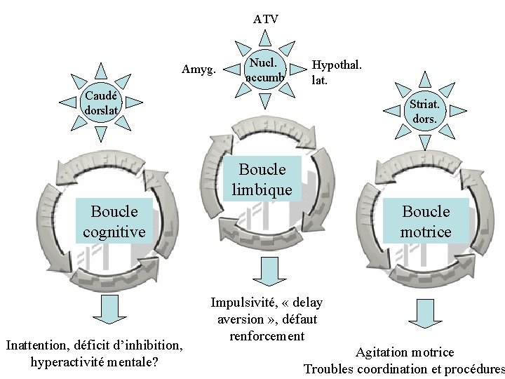 ATV Amyg. Nucl. accumb Hypothal. lat. Caudé dorslat Striat. dors. Boucle limbique Boucle cognitive