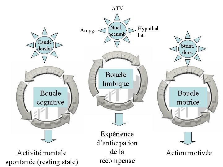 ATV Amyg. Nucl. accumb Caudé dorslat Hypothal. lat. Striat. dors. Boucle limbique Boucle cognitive