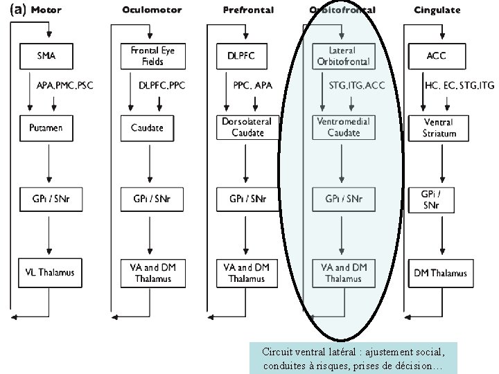 Circuit ventral latéral : ajustement social, conduites à risques, prises de décision… 